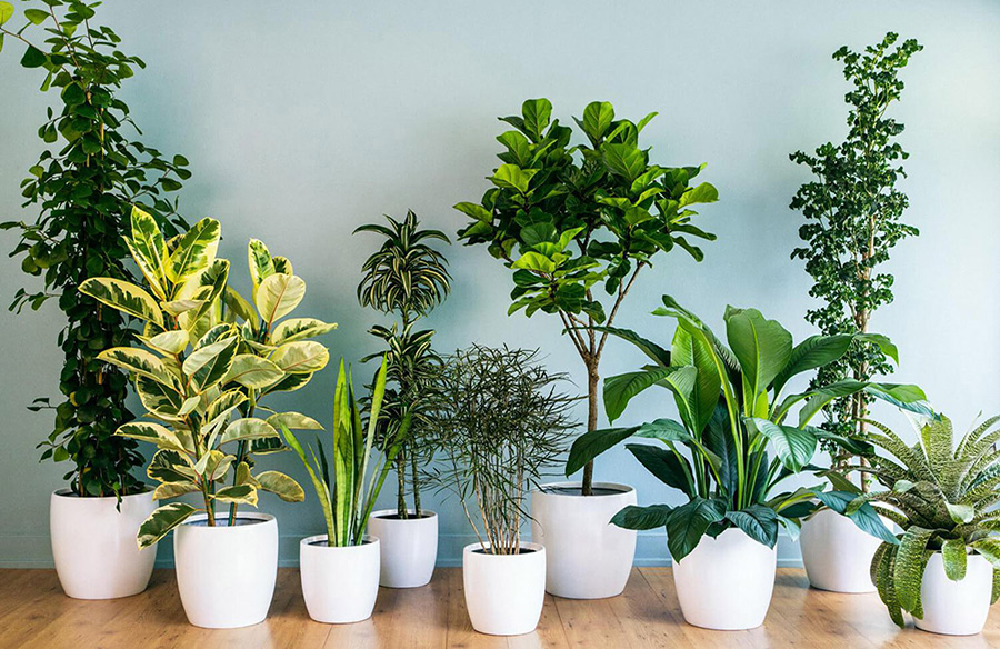 6 Tips for Choosing the Perfect Indoor Plant for Your Space