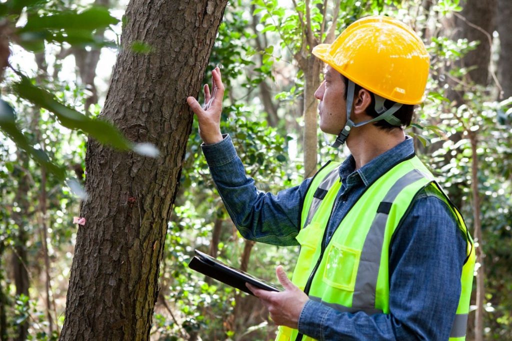The Importance of Tree Health Assessments in Spring